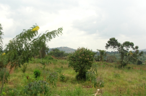 Hope Moringa Estate Uganda