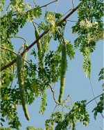 Moringa 