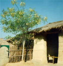 Moringa trees have been used to combat malnutrition, especially among infants and nursing mothers