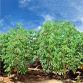 Cassava