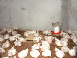 Poultry production plays a major role in bridging the protein gap in developing countries where average daily consumption is far below recommended standards.
