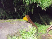 Numerous other wild animals find haven in the cool, moise environment of the rain forest.