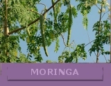 Moringa Processing