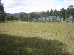This is an enormous ministry opportuntiy and we are believing God for the US $3,000 to purchase 20 acres