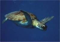 Hawksbill turtle fimed off the coast of Barbados