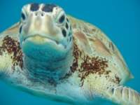 Hawksbill turtle fimed off the coast of Barbados