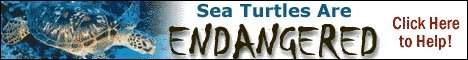 Sea turtles are endangered click to help
