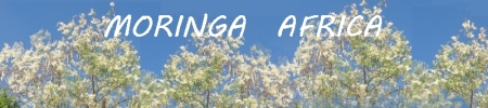 Moringa plantations on PowerPlay Child Care Centers