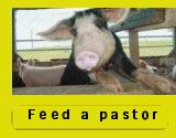 Feed a  pastor