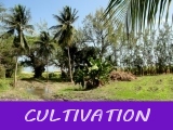 Clutivating the Agro Projec
