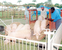 esterday evening animal exhibits started arriving in Queen’s Park for Agrofest