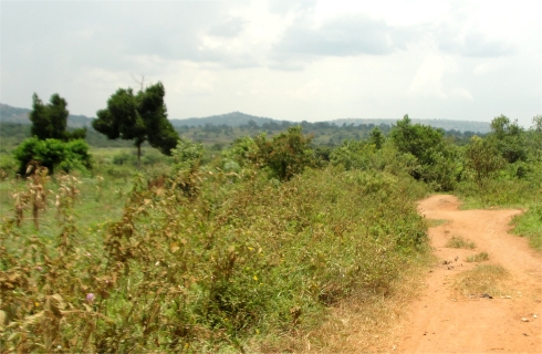 Hope Moringa Estate Uganda