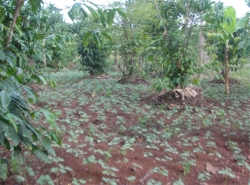 The Africa Bureau of Children's Development (ABCD) has had 4 acres of agriculture land donated to establish Hope Farm Moringa Project.
