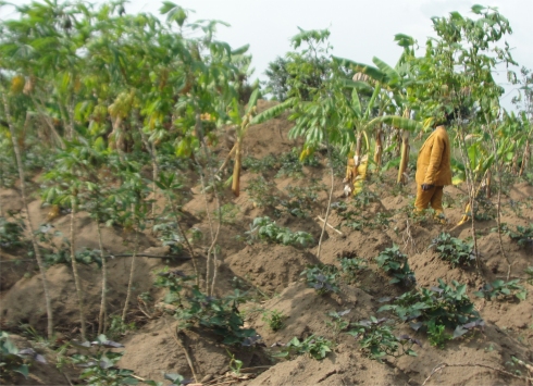 The Africa Bureau of Children's Development  (ABCD) has established  a Ugandan Land Sand Mining Business