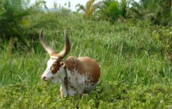 Cows and goats have been introduced onto the land 