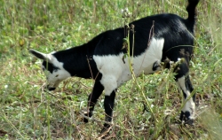 Cows and goats have been introduced onto the land 