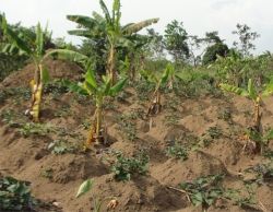 The Africa Bureau of Children's Development (ABCD) has established a Ugandan Land Sand Mining Business to fund the many ABCD initiatives in Uganda and throughout Africa.