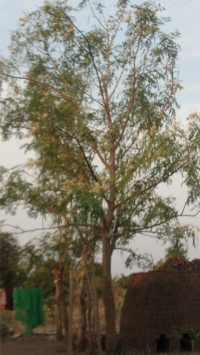 In Vuwa we are delighted to see Moringa being used as a screen and the Pastor was excited to learn more of the uses of this plant. 