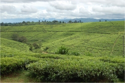 In this area ATBS under the leadership of Bishop David are reaching the forgotten Pastors from the Ileje mountain and surrounding tea villages. 