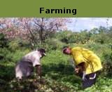 Teen Challenge Farming