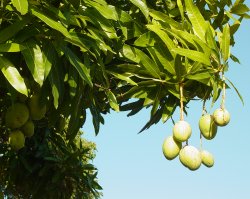 Fresh mangos