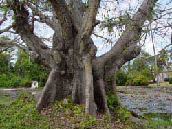 Codrington College