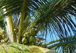 Coconut water 