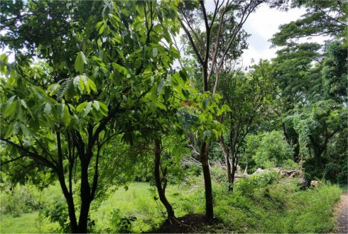 Goshen Citizenship by  Investment Programme CIP Caribbean Agro Tourism