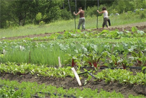 Goshen Citizenship by  Investment Programme CIP Caribbean Agro Tourism