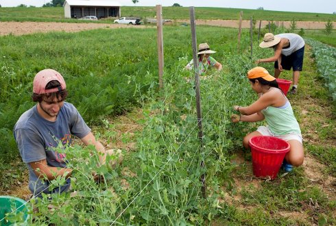 Goshen Citizenship by  Investment Programme CIP Caribbean Agro Tourism