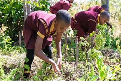 Goshen Citoyennet Par Investissement Agriculture Biologique