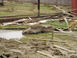 Photo compliments of the  Guyana Citizens” Initiative for Flood Relief,(GCIFR)