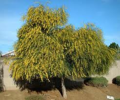 Acacia saligna