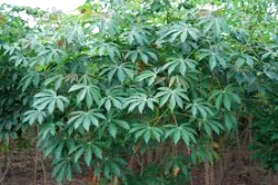 Cassava 