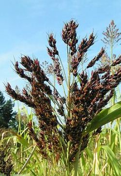 Production of Guinea corn 