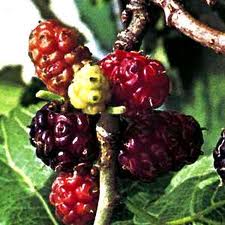 Mulberries