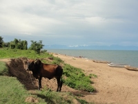 Lake Malawi