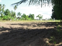 Moringa can be planted as a living hedge