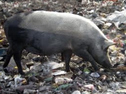 Haitian black pig
