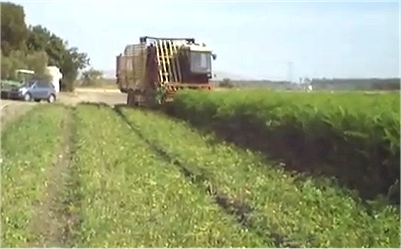 Seen here a commercial Moringa harvesting machine.