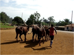 African cows