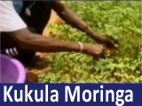 Growing Moringa in Africa