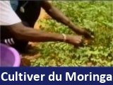 Growing Moringa