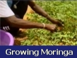 Growing Moringa in Africa