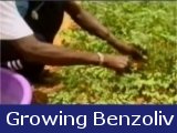 Growing Benzoliv in Haiti