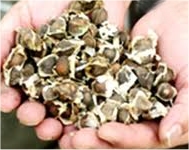 Moringa seeds