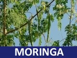 Moringa the miracle tree