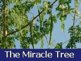 Moringa the miracle tree