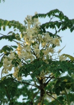 Moringa oleifera