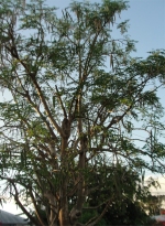 Moringa pods